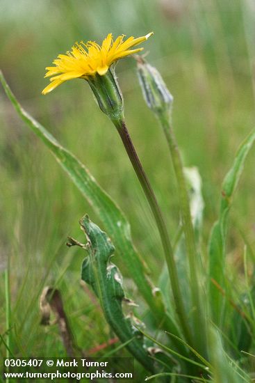 Agoseris glauca