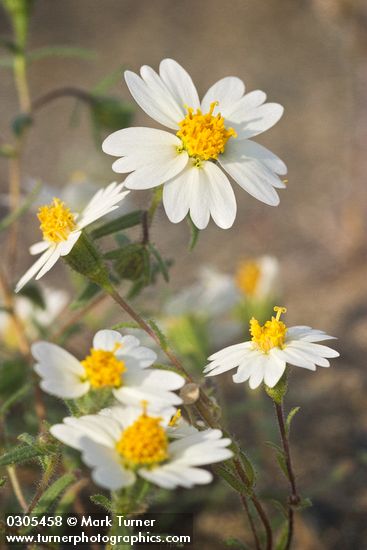 Layia glandulosa