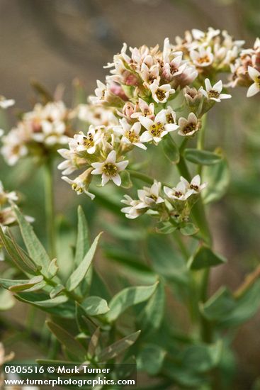 Comandra umbellata