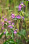 Penstemon subserratus