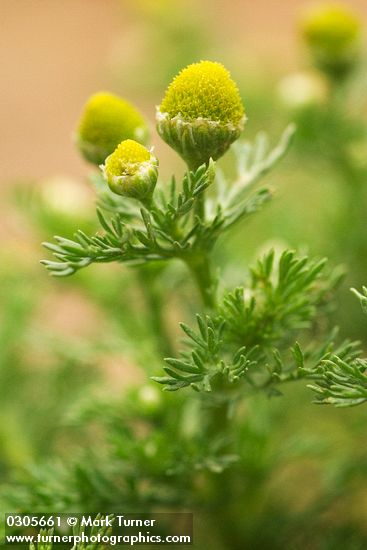 Matricaria discoidea
