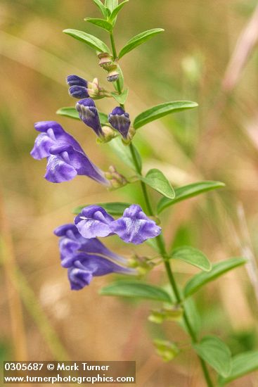 Scutellaria angustifolia