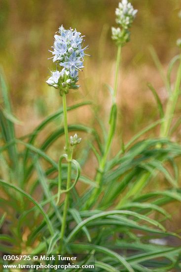 Frasera albicaulis