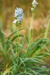 Frasera albicaulis