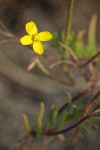 Slender Evening Primrose