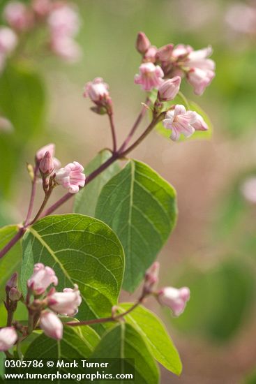 Apocynum androsaemifolium
