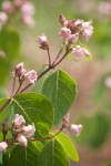 Apocynum androsaemifolium