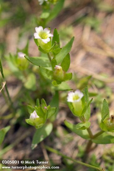 Gratiola ebracteata