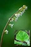 Mitella trifida