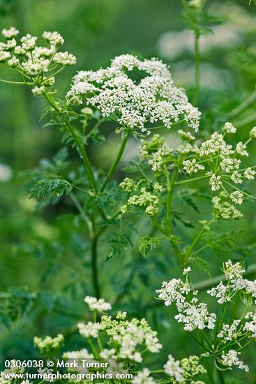 Conium maculatum