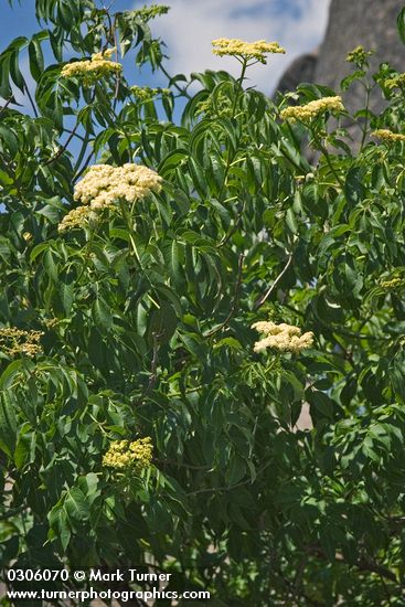 Sambucus nigra ssp. cerulea