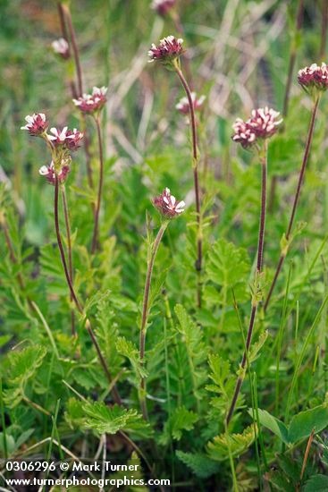 Horkelia fusca