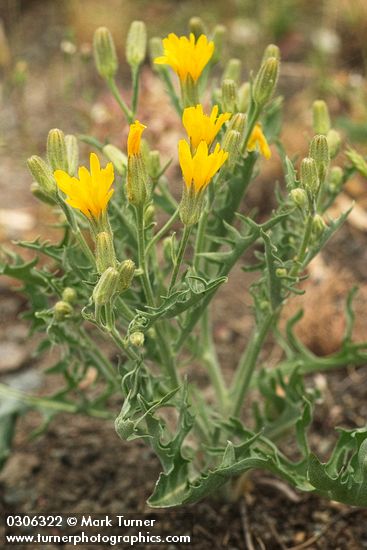 Crepis occidentalis