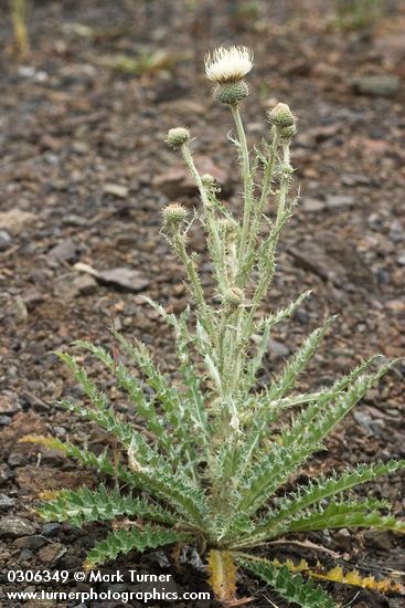 Cirsium canovirens