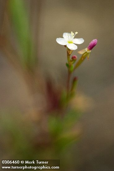 Gayophytum diffusum