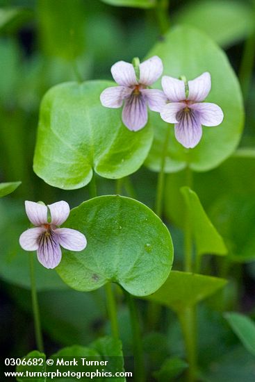 Viola palustris