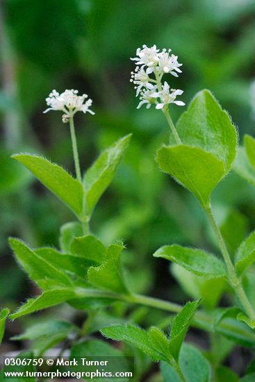 Whipplea modesta