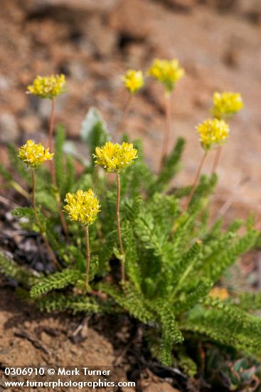 Ivesia gordonii