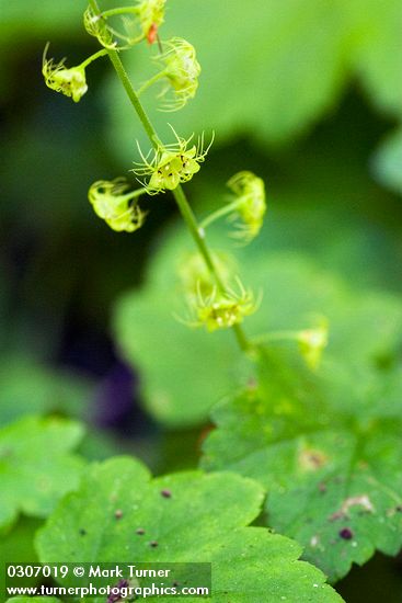 Mitella caulescens