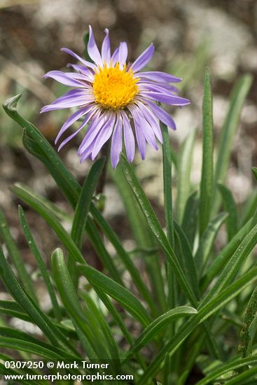 Oreostemma alpigenum var. alpigenum (Aster alpigenus)
