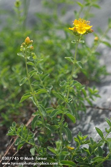 Hypericum scouleri</em> ssp. <em>nortoniae
