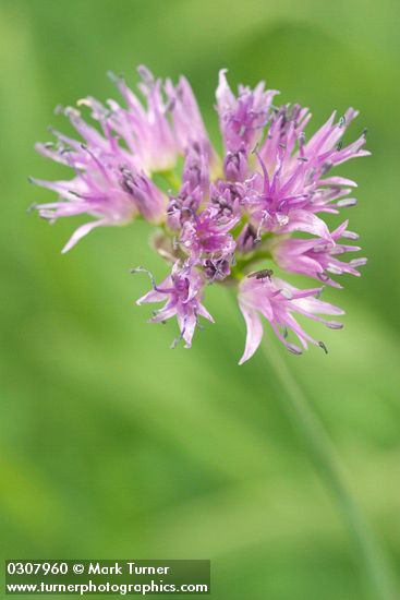 Allium validum