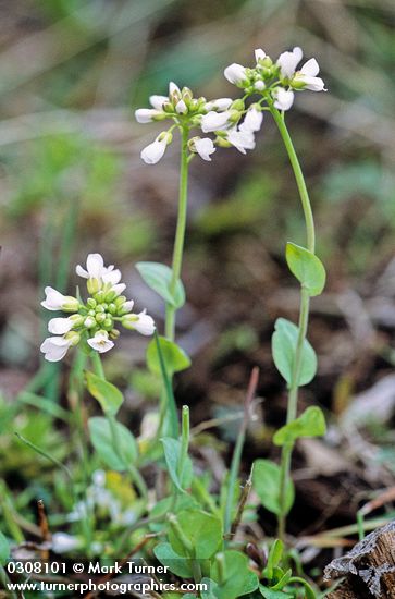 Thlaspi montanum var. montanum (T. fendleri var. glaucum)