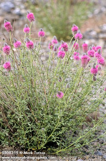 Dalea ornata