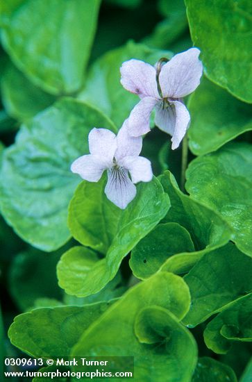 Viola langsdorfii
