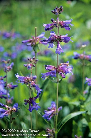 Penstemon rydbergii