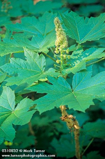 Oplopanax horridus