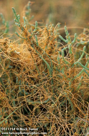 Cuscuta salina