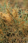 Cuscuta salina