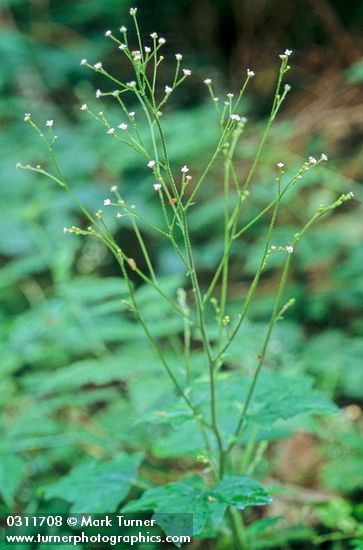 Adenocaulon bicolor