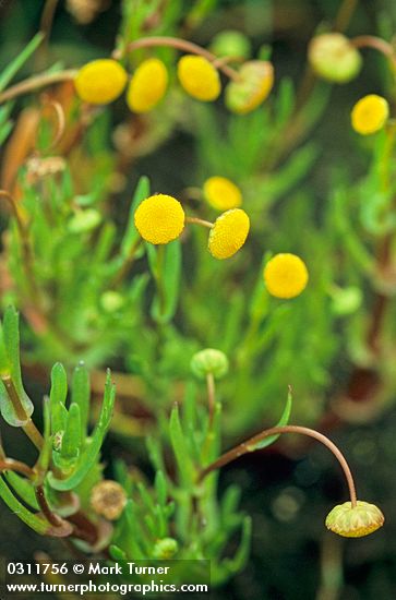 Cotula coronopifolia