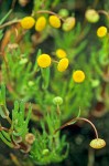 Cotula coronopifolia