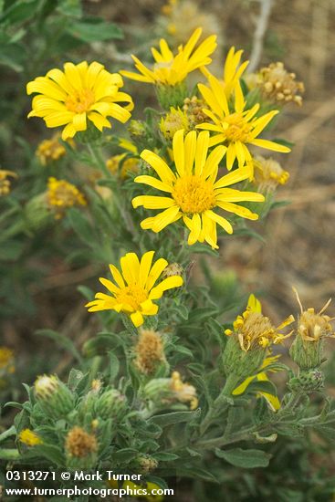 Heterotheca villosa var. villosa (Chrysopsis villosa)