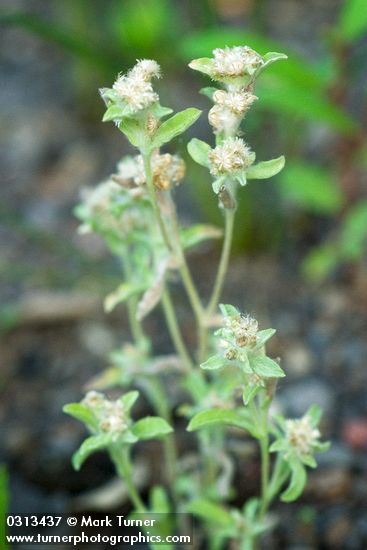 Gnaphalium uliginosum