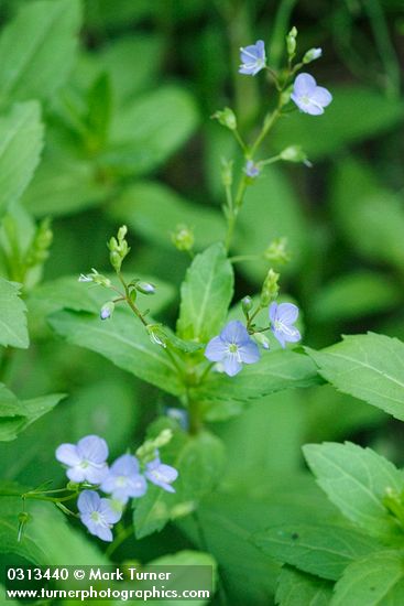 Veronica americana