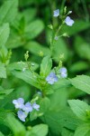 Veronica americana