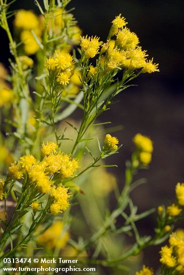 Euthamia occidentalis (Solidago occidentalis)