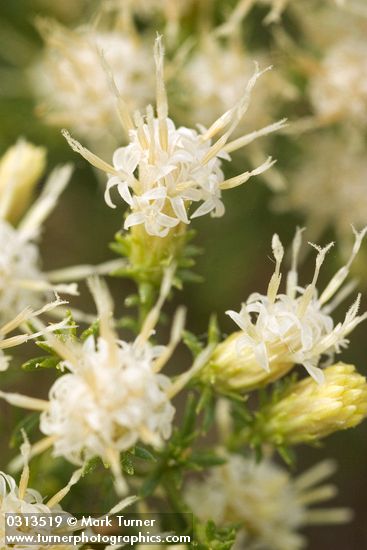 Ericameria resinosa