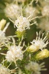 Ericameria resinosa