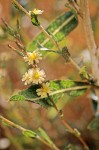 Lactuca serriola