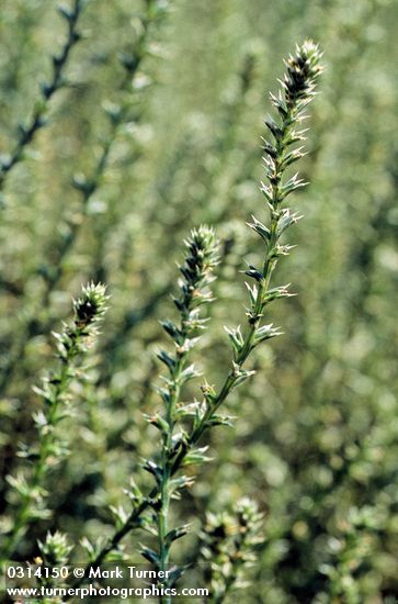 Salsola kali