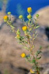 Grindelia columbiana