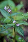 Veronica anagallis-aquatica