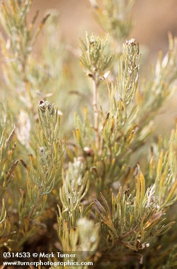 Artemisia rigida