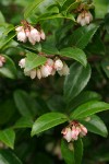 Vaccinium ovatum