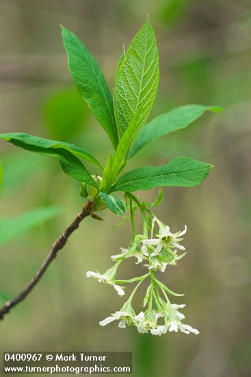Oemleria cerasiformis